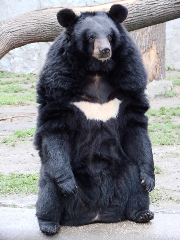 Sloth Bear